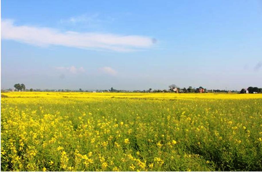 नवलपुरमा किसानको तोरी खेतीप्रति आकर्षित बढ्दो