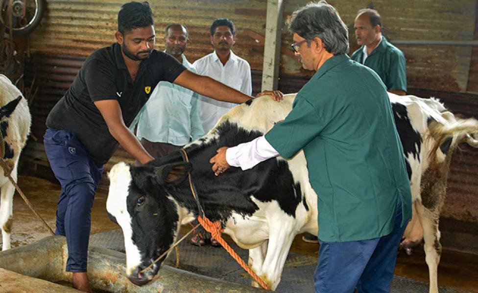 बागमतीमा लम्पी विरुद्धको खोप अभियान सुरु