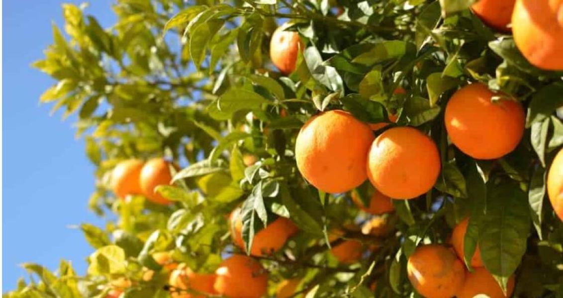 म्याग्दीमा रु ३३ करोड ४६ लाखको सुन्तला बिक्री