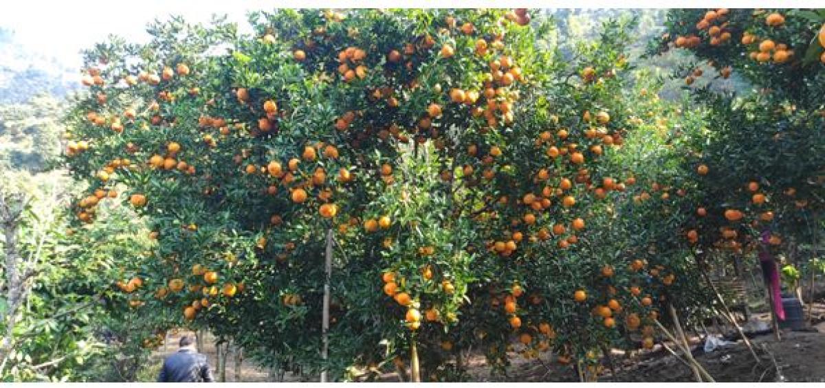 सुन्तलाखेतीमा जलवायु परिवर्तनको प्रभाव