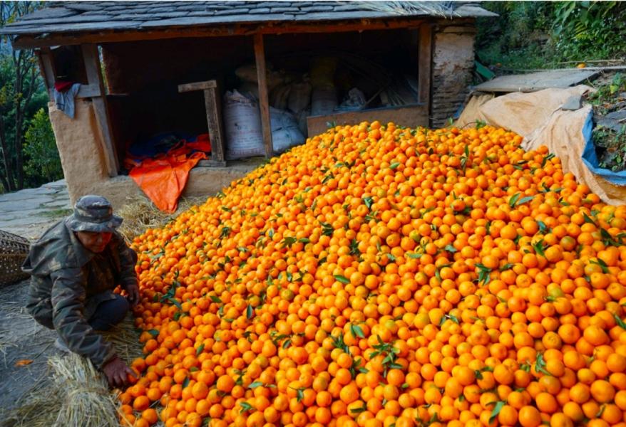 सुन्तला बेचेर २० लाख आम्दानी