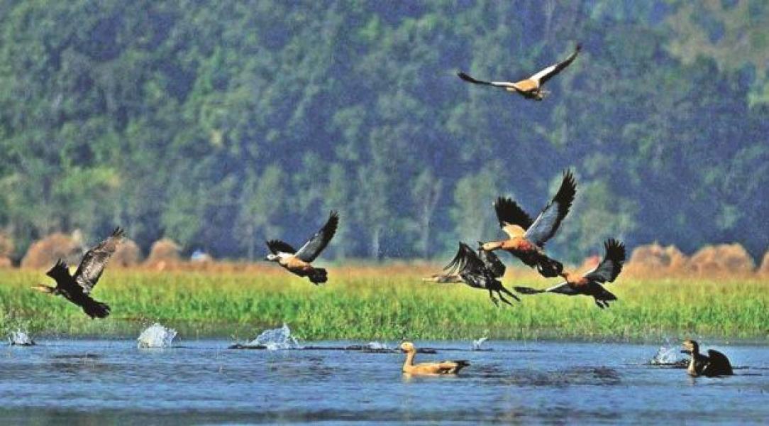 ताल तथा सीमसार क्षेत्रमा पाइने चराको अस्तित्व खतरामा