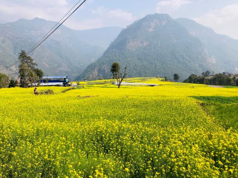 पहेँलपुर तोरीखेती