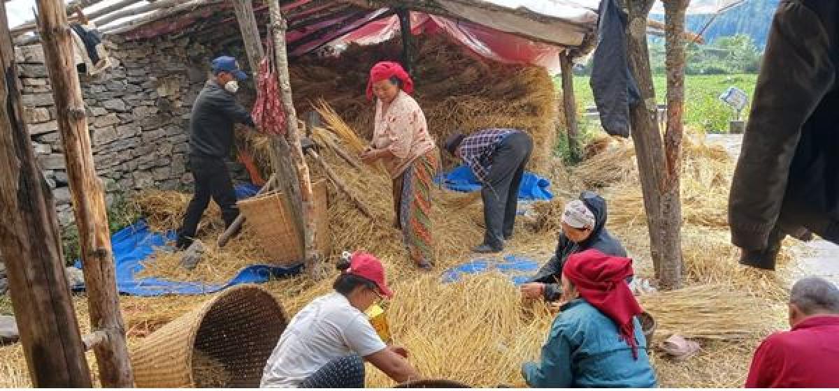 मनाङका किसान सामूहिक खेतीमा आकर्षित