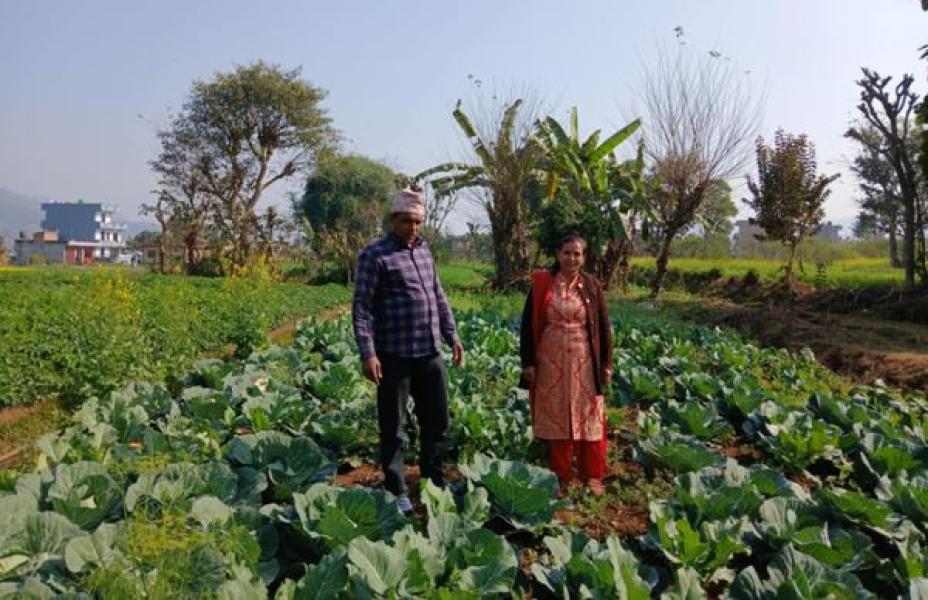 वडाध्यक्ष पोखरेलको लोभलाग्दो कृषि कर्म