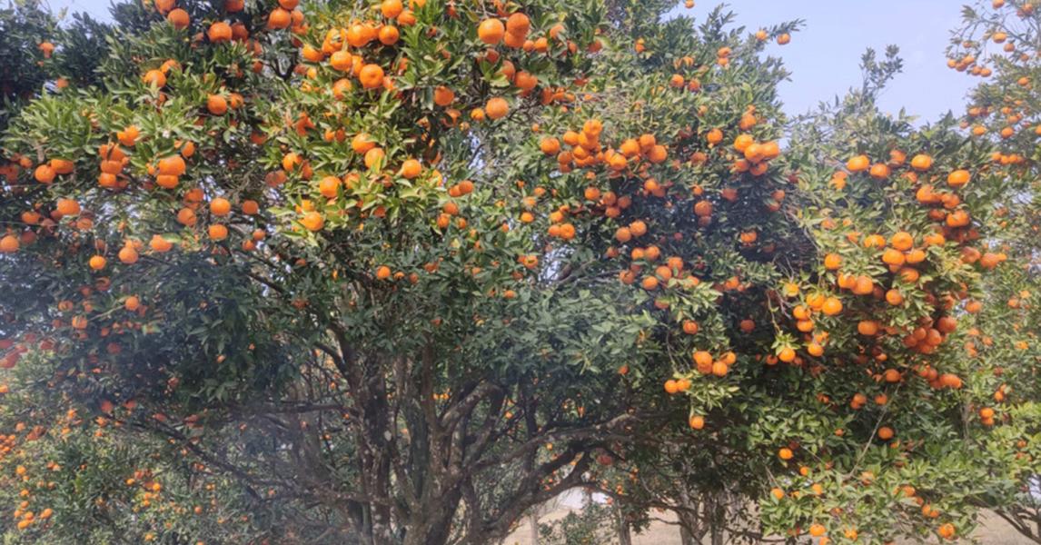 गण्डकीमा चार अर्बभन्दा बढीको सुन्तला उत्पादन