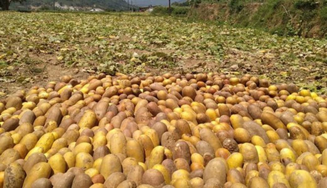 काँक्रोको बीउ बिक्री गरेर छ करोड आम्दानी