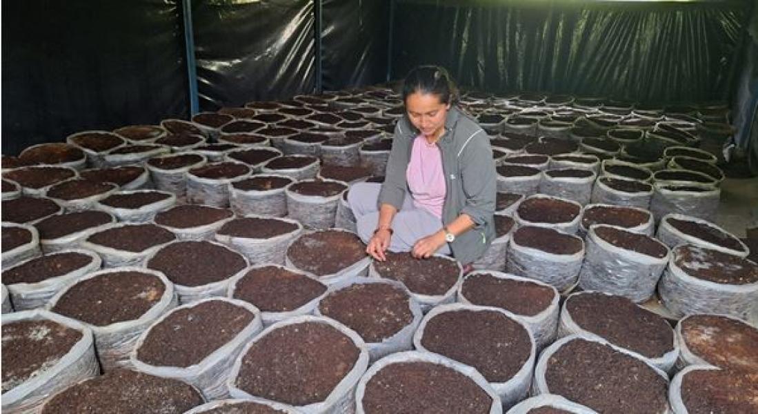 च्याउखेतीबाट वार्षिक १० लाख आम्दानी