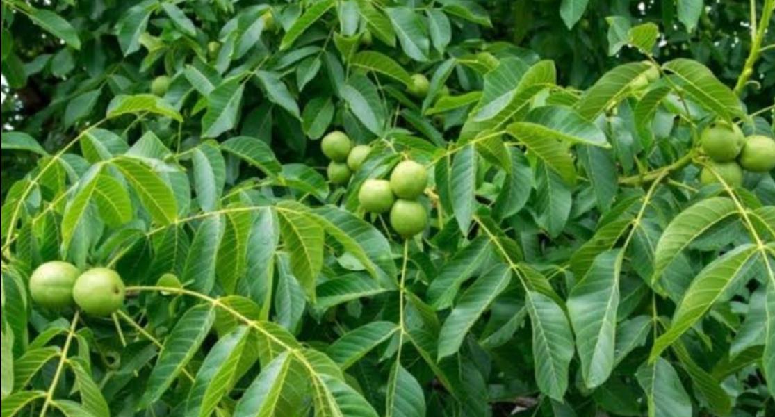 झाडी फाँडेर १४० रोपनीमा ओखरखेती