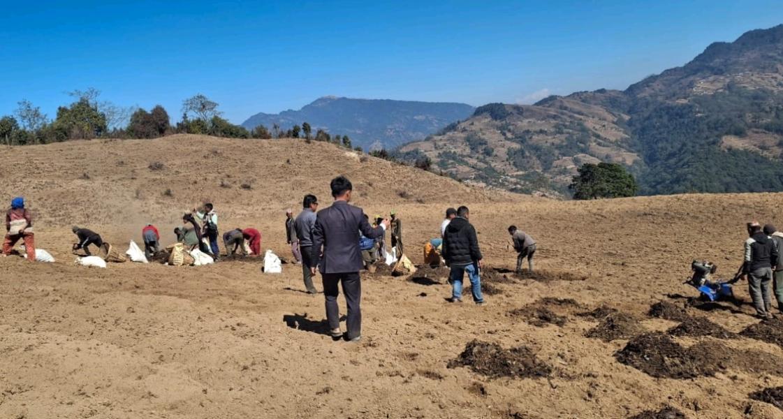 बाँझो जग्गामा सामूहिक आलुखेती