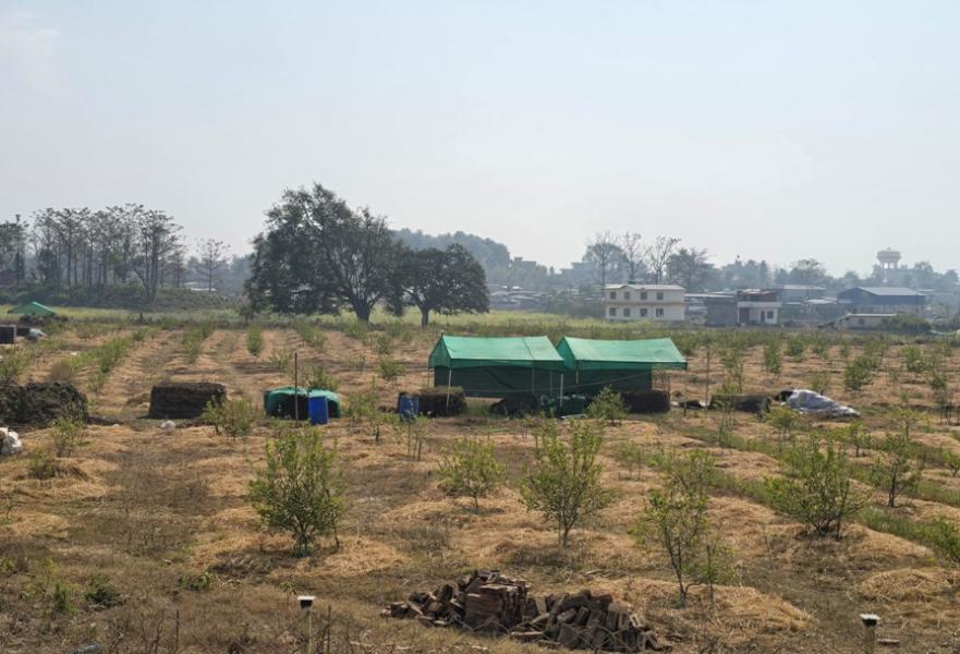 ‘सिभिल इन्जिनियर’ अध्ययन गरेर व्यावसायिक कागतीखेती रमाउँदै  प्रतीक