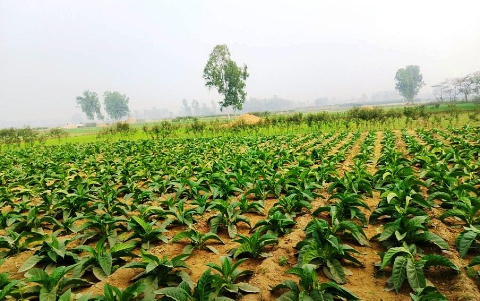 महोत्तरीमा आम्दानीको आकर्षक माध्यम बन्दै सुर्तीखेती