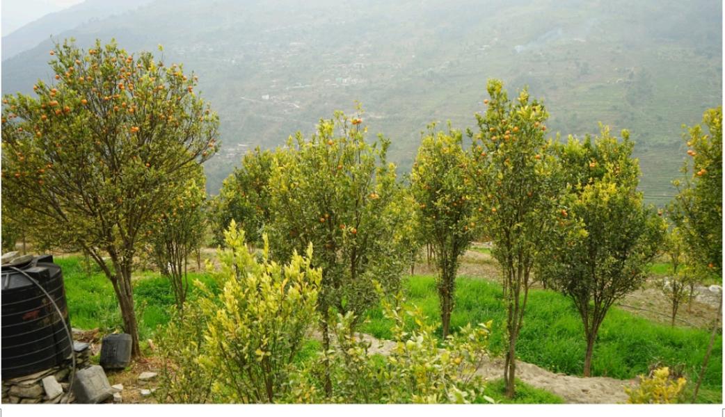 तापक्रम वृद्धिको असर सुन्तलाखेतीमा