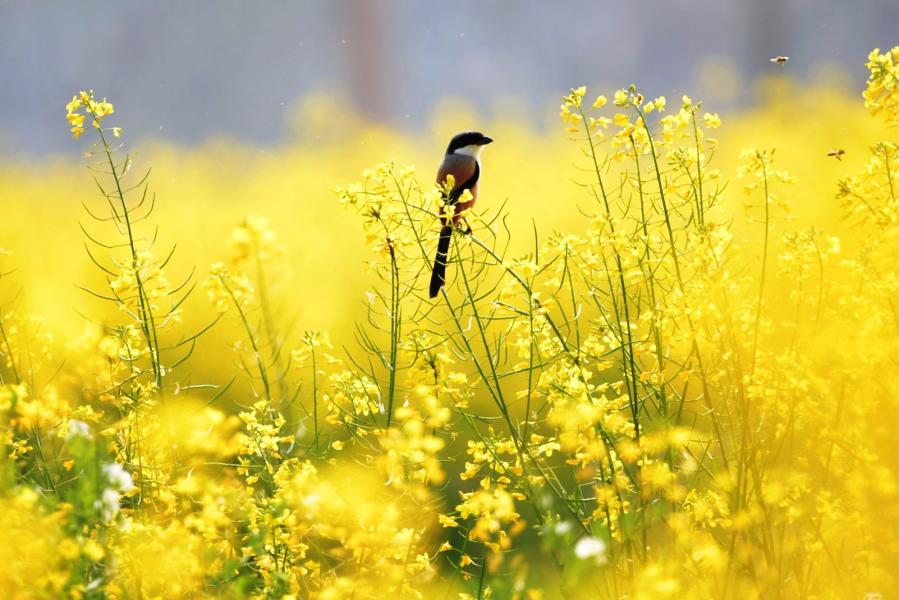 भद्राई चरा