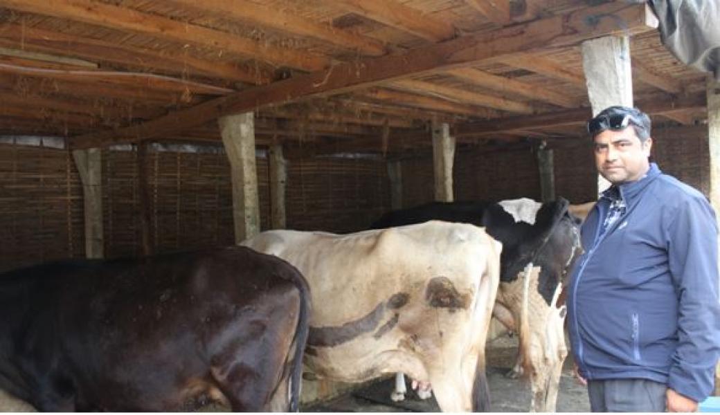 राजनीति छाडेर व्यावसायिक पशुपालनमा रमाउँदै न्यौपाने