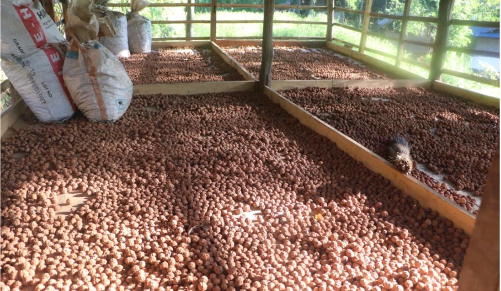 भोजपुरका किसानको आम्दानीको स्रोत बन्दै रुद्राक्ष