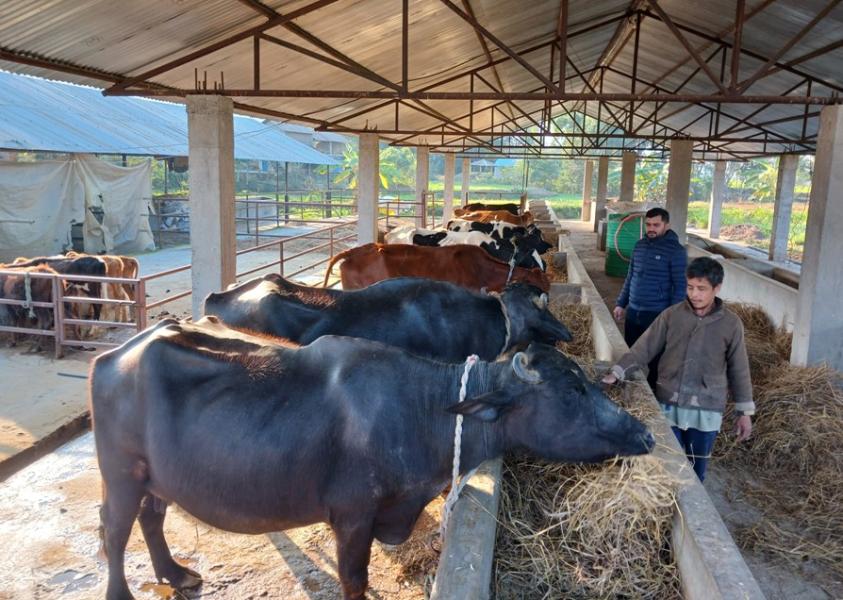 युवालाई व्यवसायमा खुड्किलो चढ्ने माध्यम बन्यो ‘ब्याज अनुदान’