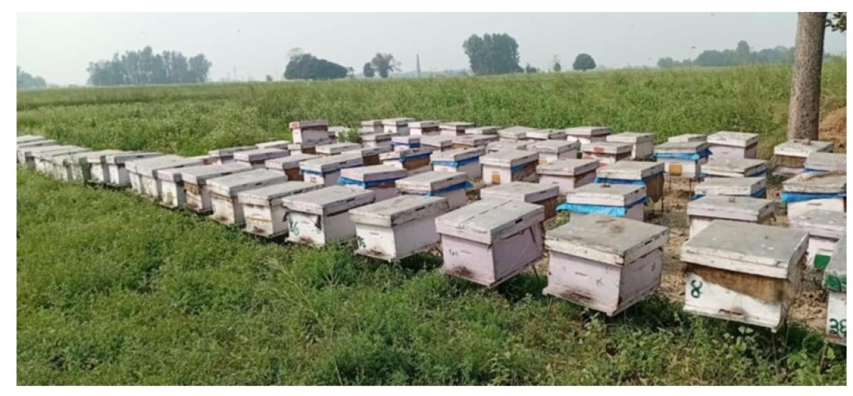 मह आयात रोक्न माग