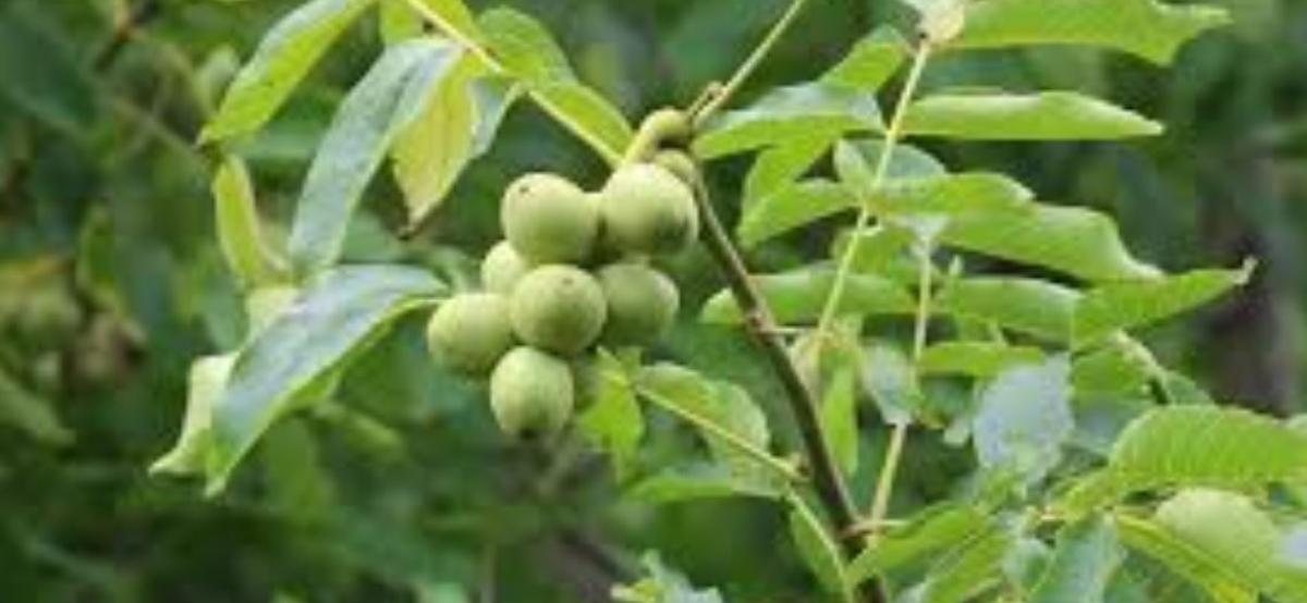 बाँझो जग्गामा ओखरखेती