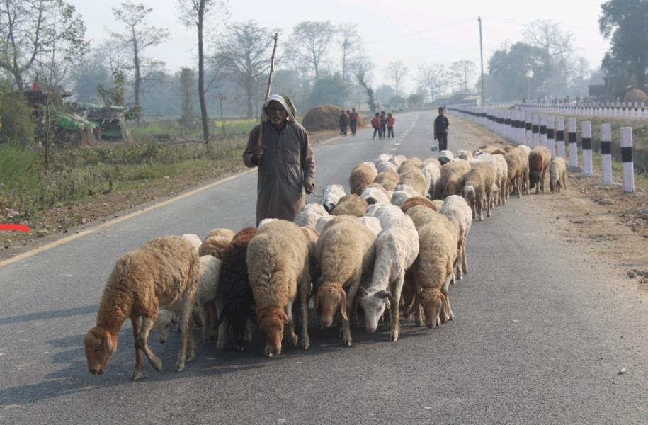 बिक्री भएन ऊन, विस्थापित हुने जोखिममा ‘भेडिहार’
