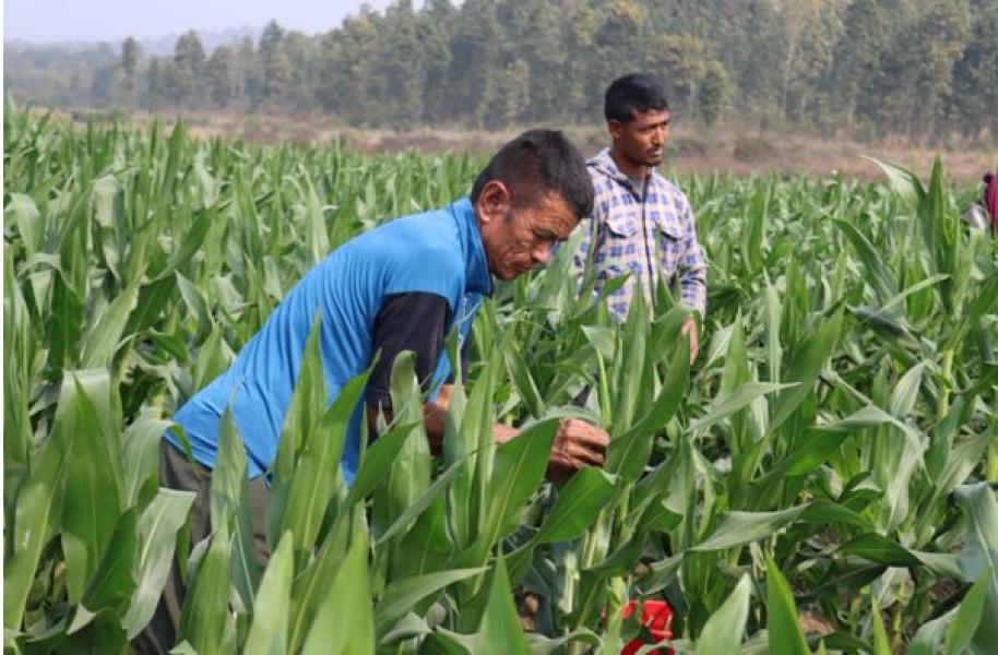 मकैको बीउ उत्पादन गर्दै हरिहरपुरगढी