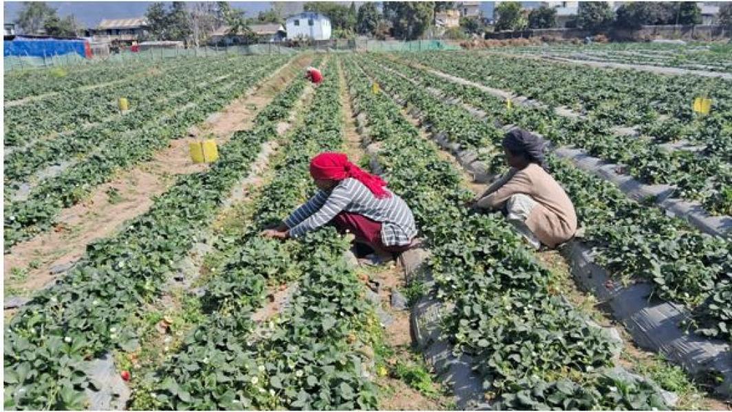 स्ट्रबेरीखेतीबाट वार्षिक रु छ लाख बचत