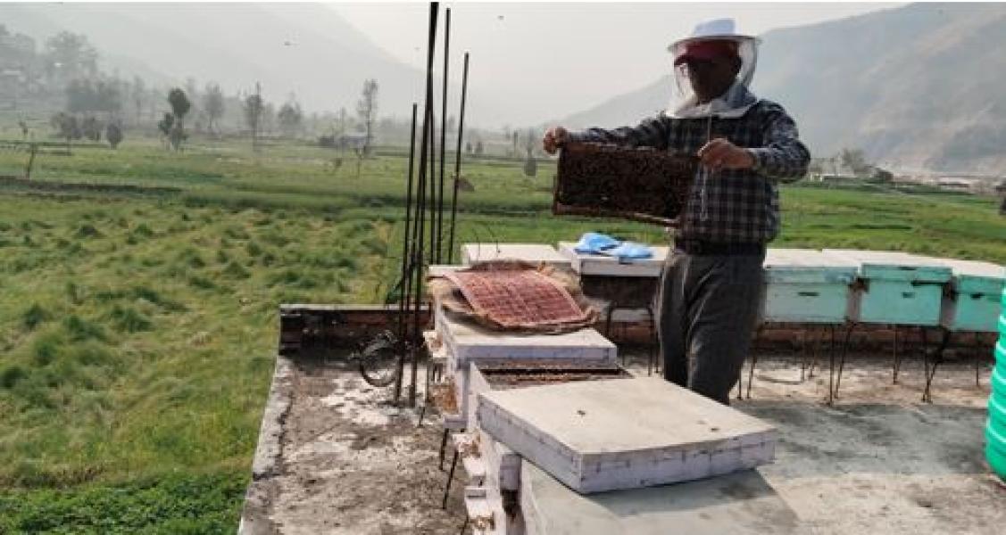 व्यावसायिक माहुरीपालन फस्टाउँदै