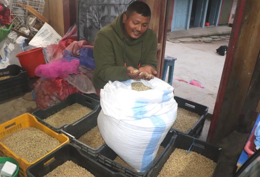 व्यावसायिक कफीखेतीमा जुट्दै हतुवागढीका किसान