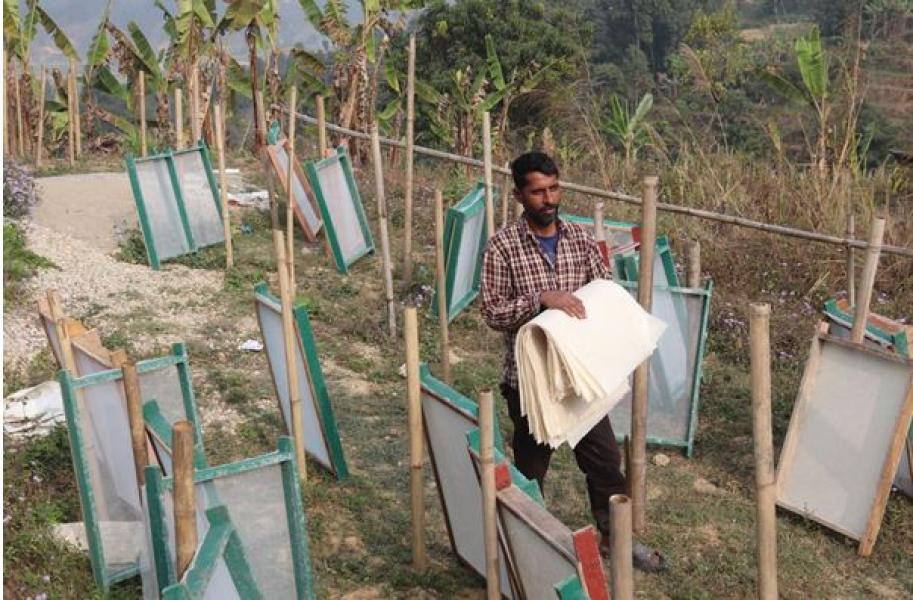 इन्टनेटमा हेरेरै केराको खम्बाबाट कागज उत्पादन