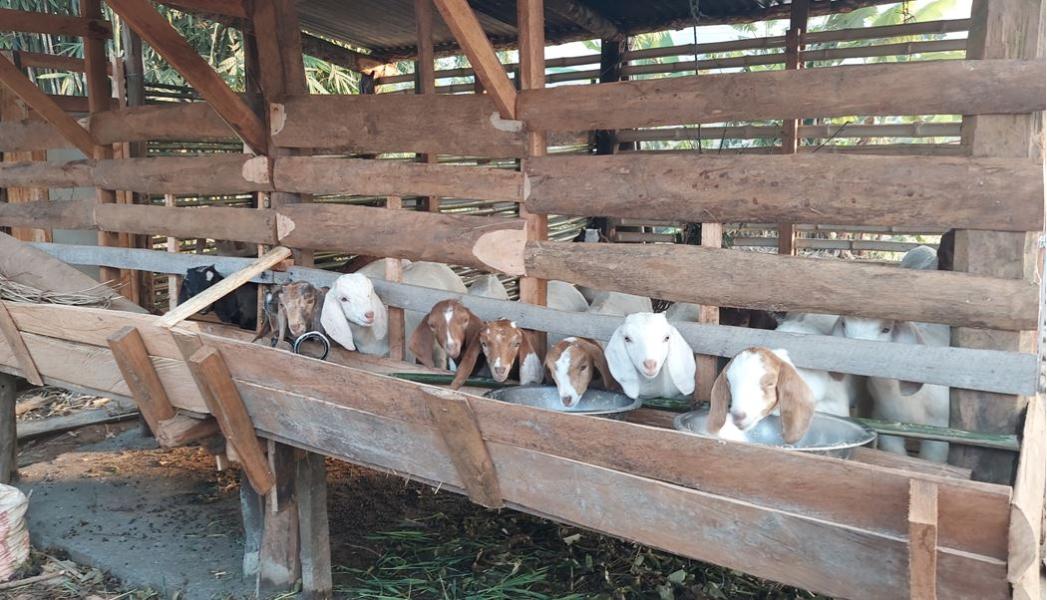 व्यावसायिक बाख्रापालनतर्फ किसानको आकर्षण बढ्दै