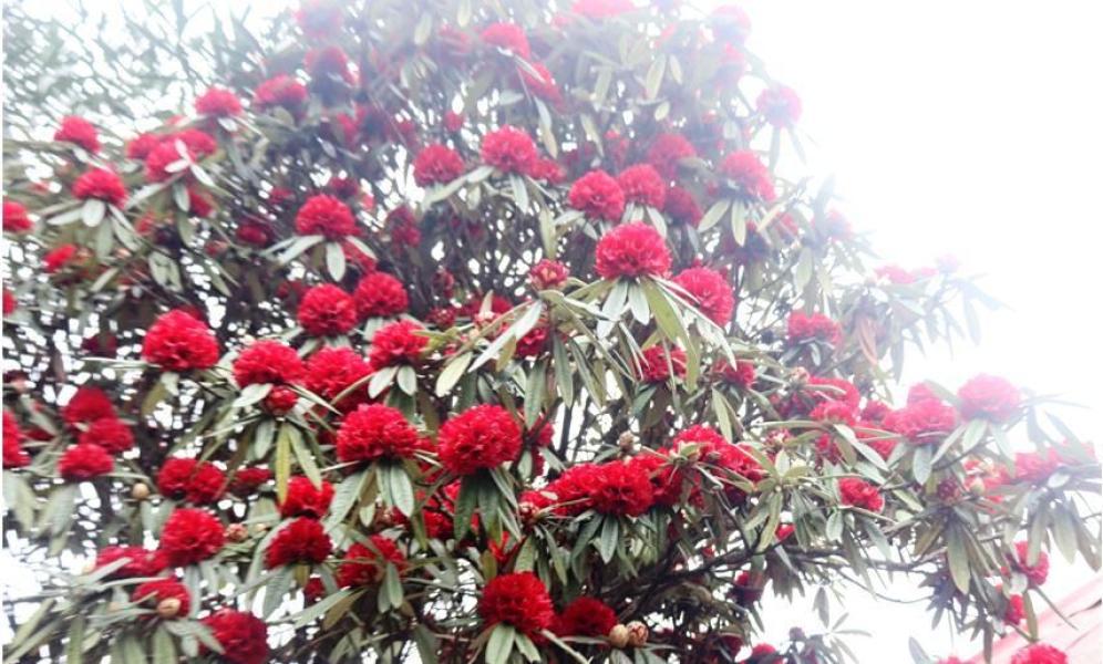 गुराँसले जोगाउँदै फुङ्लिङको पर्यटन व्यवसाय