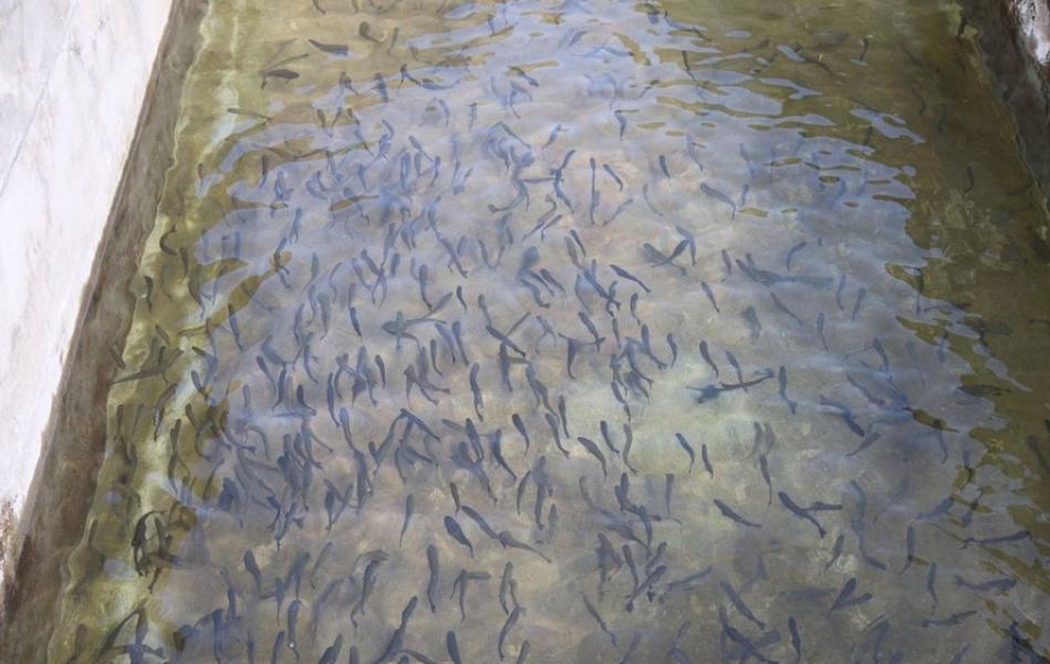 रेन्बो ट्राउट माछापालनतर्फ आकर्षित कृषक