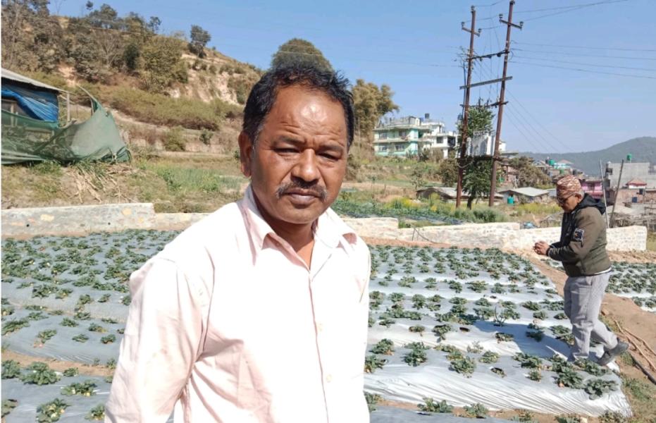 स्ट्रबेरीखेतीबाट वार्षिक ३० लाख आम्दानी