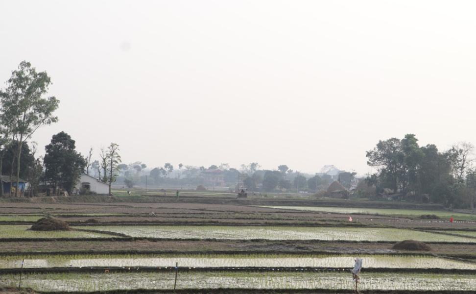 नवलपरासीका किसान चैते धान रोप्न व्यस्त