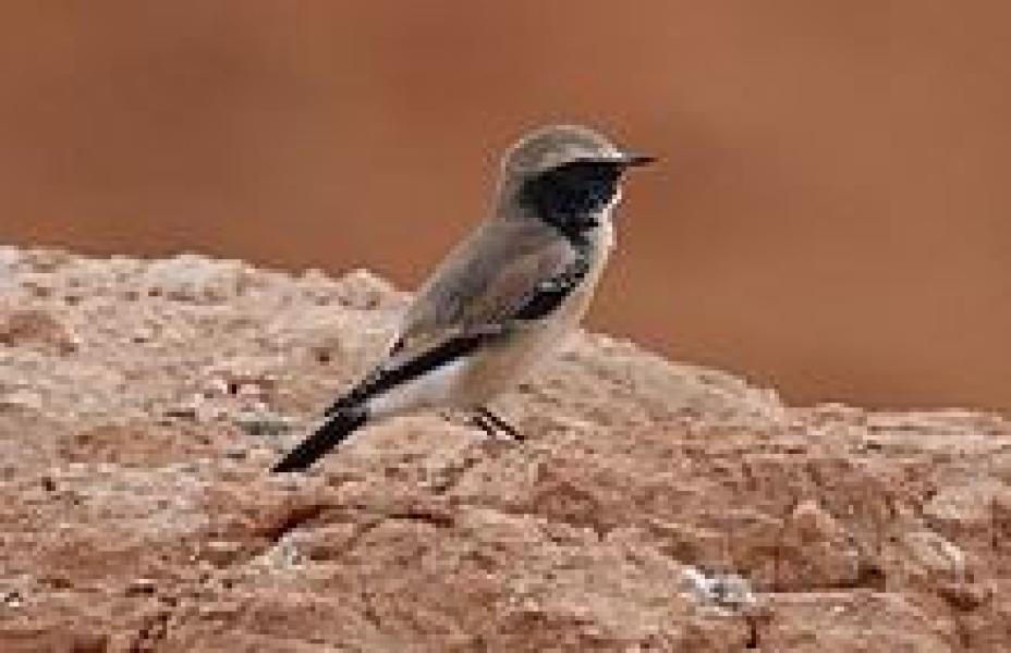 गुल्मीको रेसुङ्गा र मदानेमा भेटिए नयाँ प्रजातिका आठ चरा