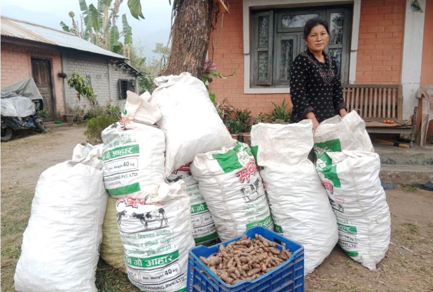 इलामका चार सय ५६ परिवार बेसारखेतीमा रमाउँदै