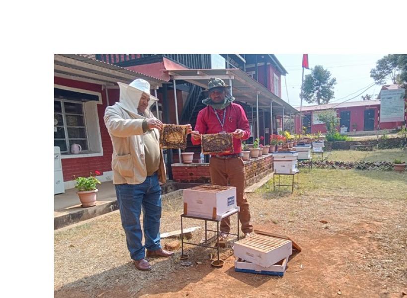 पाल्पामा वडा कार्यालयमा मौरीपालन व्यवसायको नयाँ अभ्यास