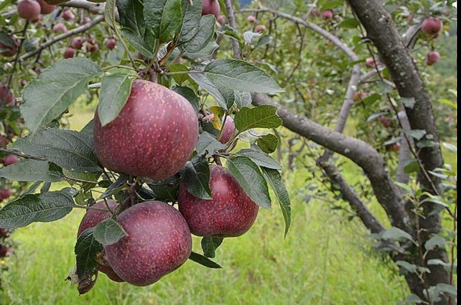 कालिकोटका किसानले प्रतिकिलो रु ५० मा स्याउ बेच्दै