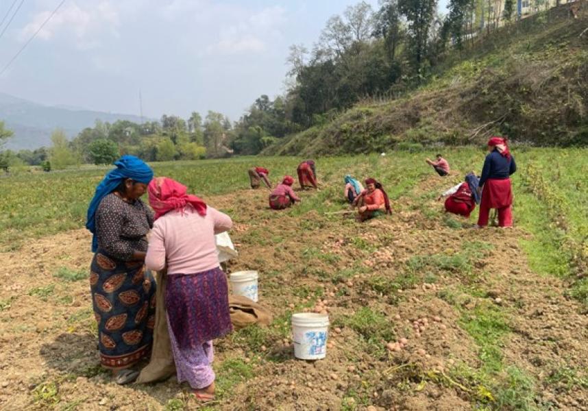 पाल्पाका किसान आलु थन्क्याउन व्यस्त