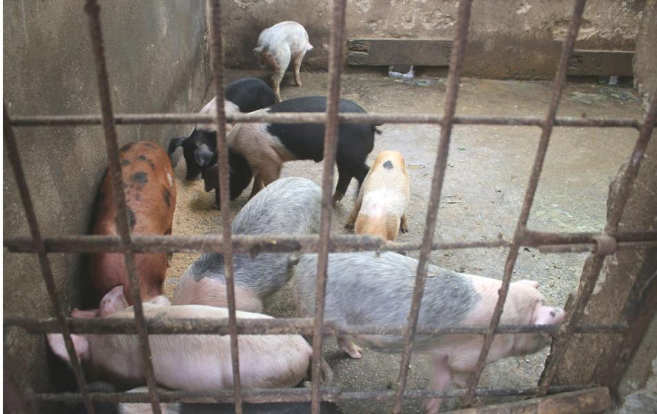 भोजपुरका किसान बङ्गुरपालनतर्फ आकर्षित