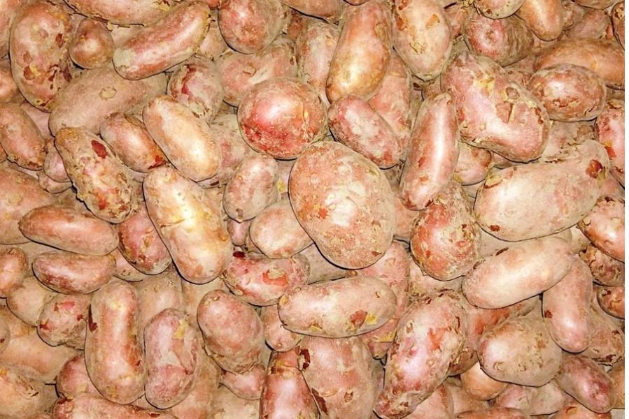 एक कठ्ठा जग्गामै ‘बाह्र क्विन्टल’ आलु