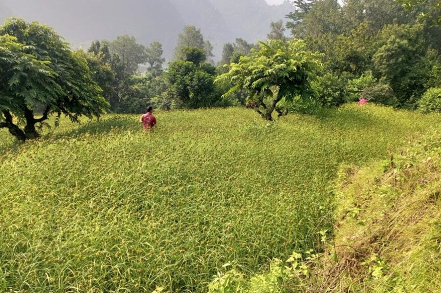भीमफेदीले ल्यायो कोदोखेती प्रवर्द्धन कार्यक्रम