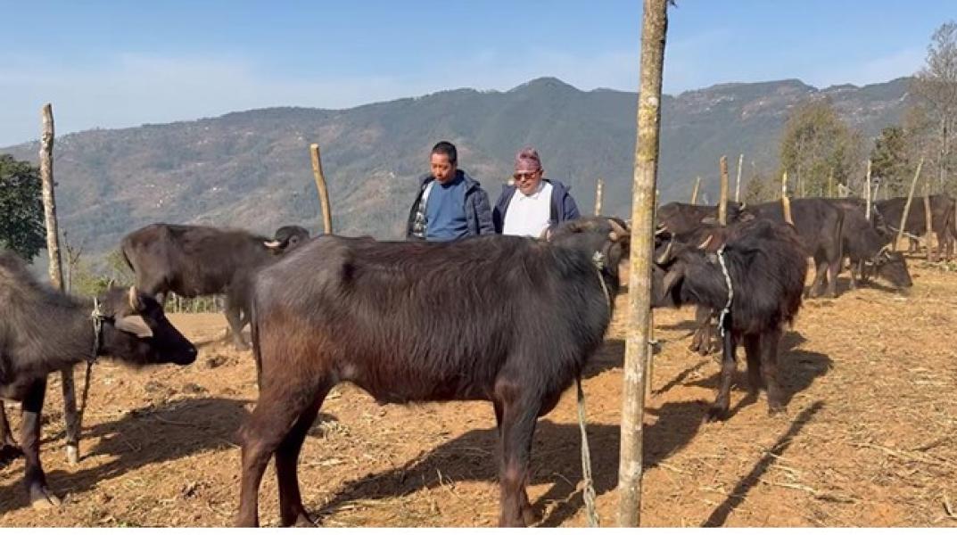 स्वरोजगार बनाउन चार सय राँगा वितरण गरिँदै