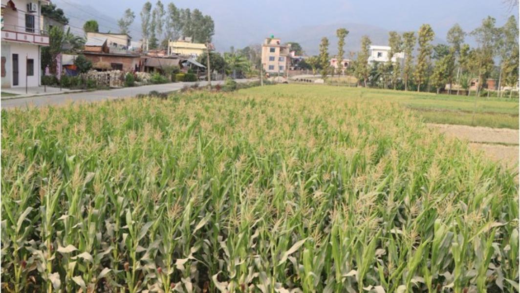 दाङमा मकै उत्पादन बढ्यो