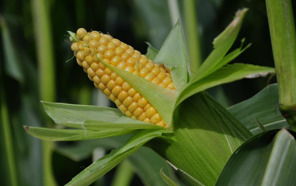 मकैका पाँच जात सिफारिस गर्ने तयारी