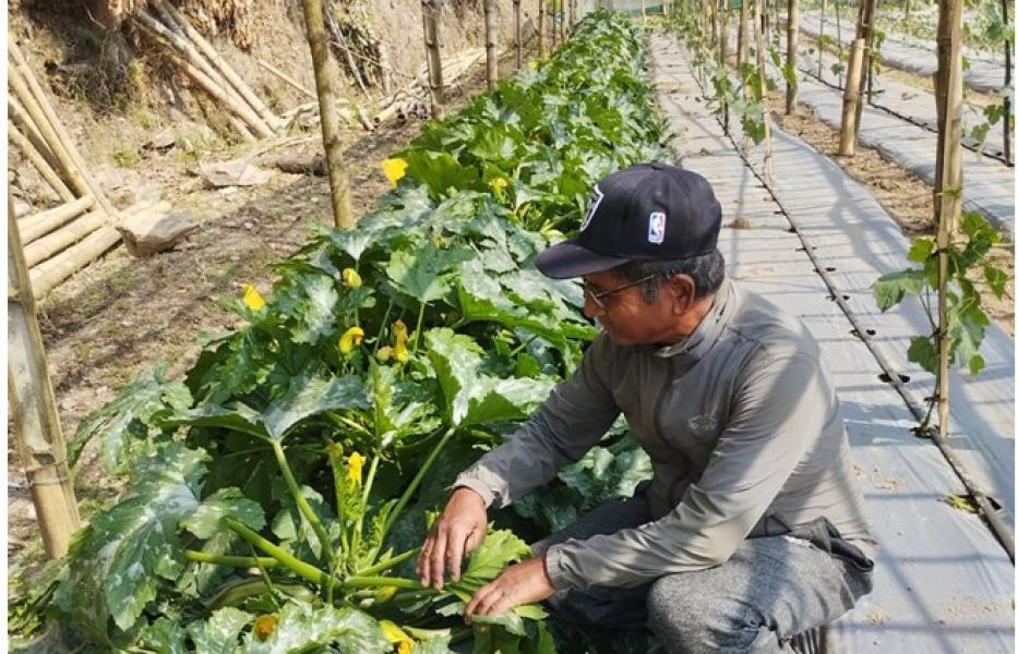सागसब्जी खेतीबाट वार्षिक सात लाख आम्दानी गरिरहेका हिराबहादुर