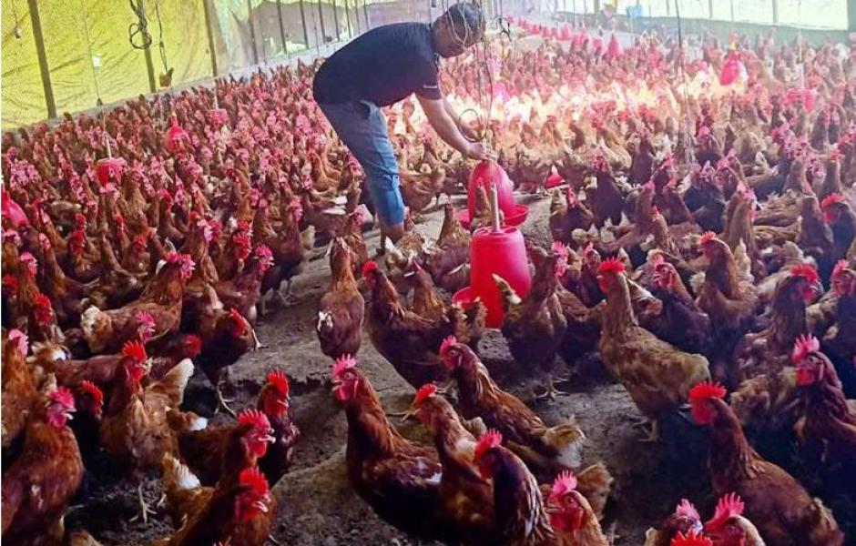 एक करोड ५० लाखको लगानीमा कुखुरापालन गर्दै उद्यमी शर्मा