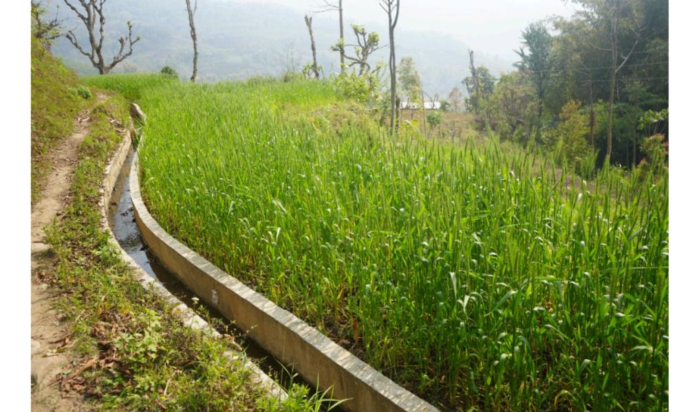 सिँचाइ सुविधापछि तीन बाली खेती