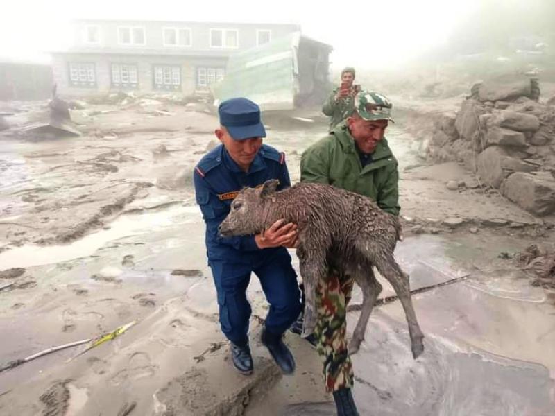 पशुचौपायको उद्धार गर्दै सुरक्षा कर्मी