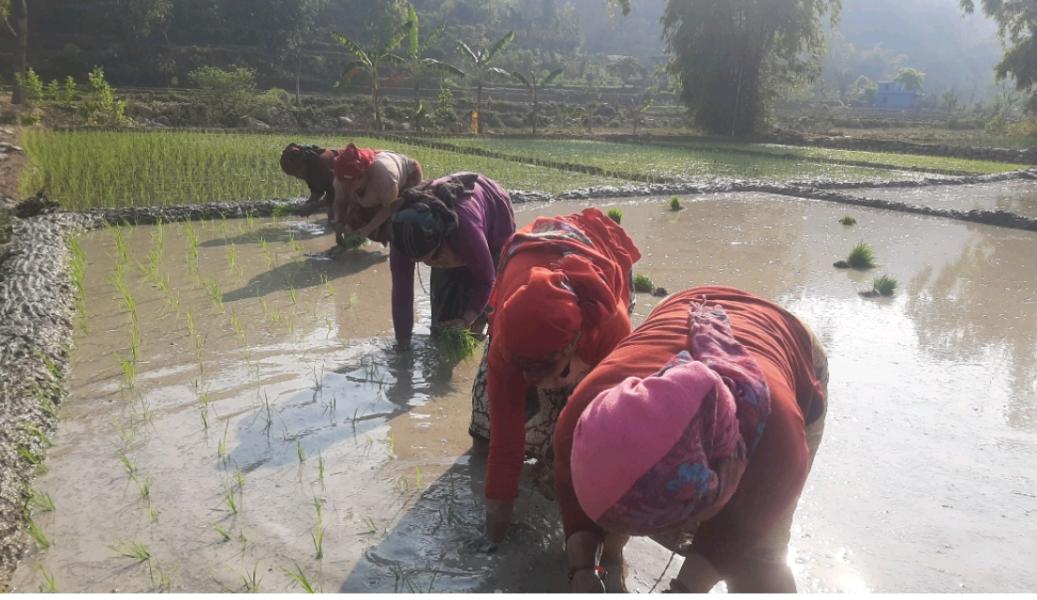 पाल्पाका किसानलाई चैते धान रोप्न चटारो